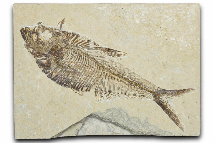 Detailed Fossil Fish (Diplomystus) - Wyoming #344799